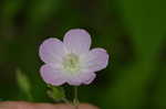 Wild geranium